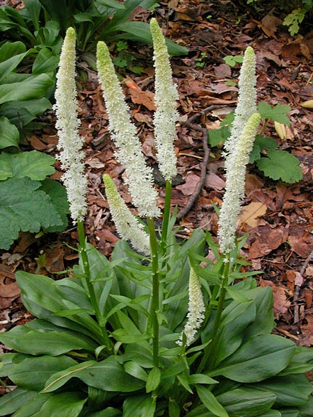  HELONIAS DIOICA - ஹெலோனிஸ் டையோகா