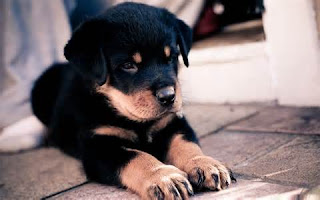 Rottweiler Dog Picture