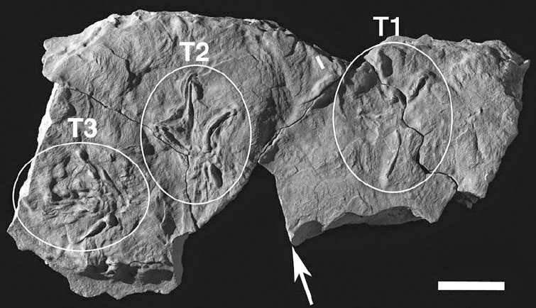 http://sciencythoughts.blogspot.co.uk/2014/01/avian-footprints-from-early-cretaceous.html