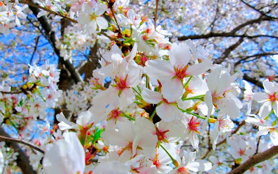 Spring Flower Sakura Photos by cool wallpapers at cool and beautiful wallpapers