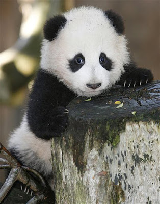 Photo of Baby Panda