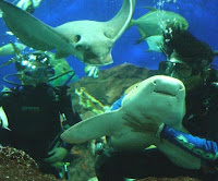 Underwater world of Singapore pict