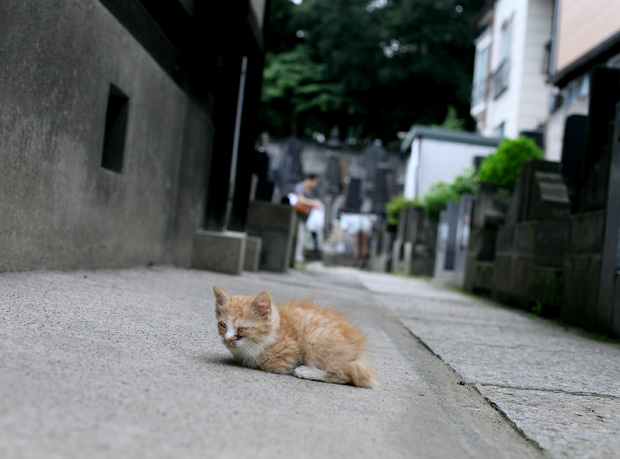 東京都市モノローグ 谷中 根津 千駄木界隈で出会った猫