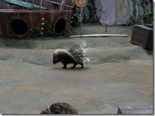 They even trained a porcupine