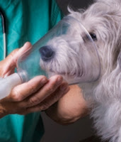 Dogs With Asthma Problem