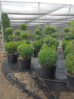 Boxwood