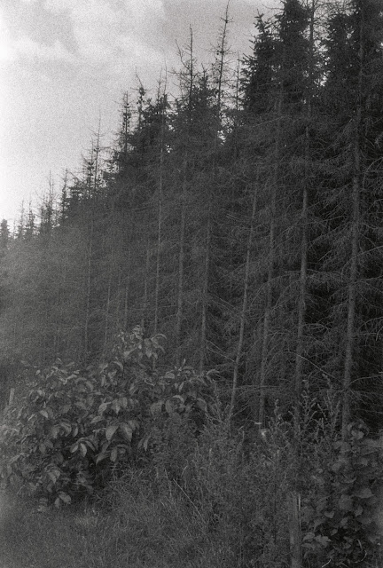 Afstervende bomen, Groessen