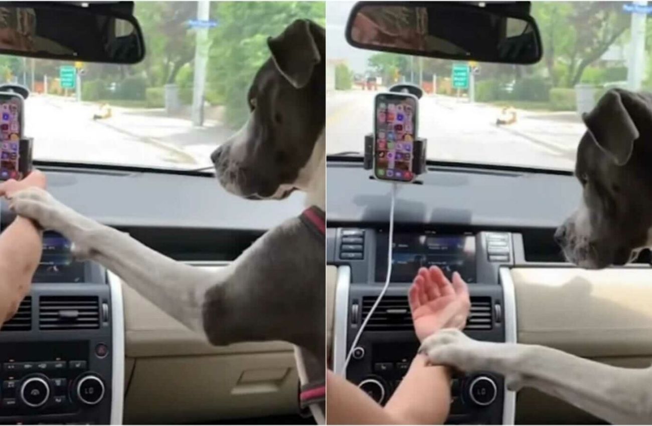 Cãozinho fica bravo e não deixa tutora atender celular enquanto dirige