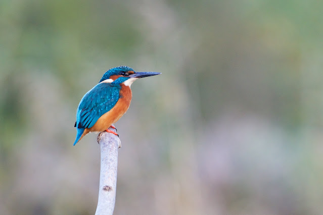 Common Kingfisher छोटा किलकिला, राम चिरैया, शरीफन, निता मछराला (Alcedo atthis)