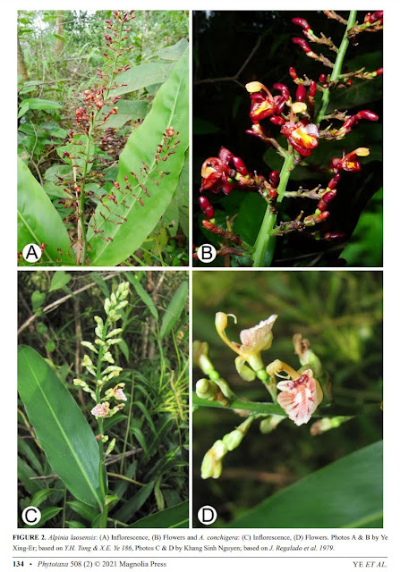 Alpinia laosensis Gagnep.