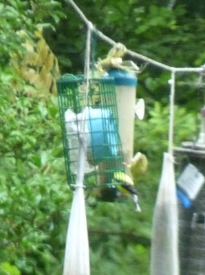 goldfinch pair on feeder