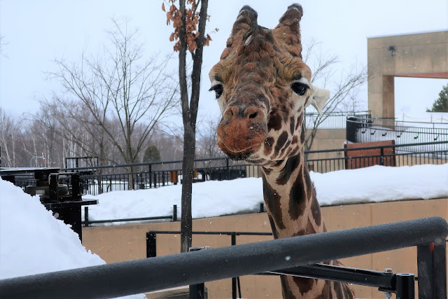 北海道 旭川 旭山動物園