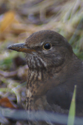 Klyster - Merel - Turdus merula