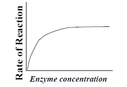 relation between enzyme concentration and enzyme reaction