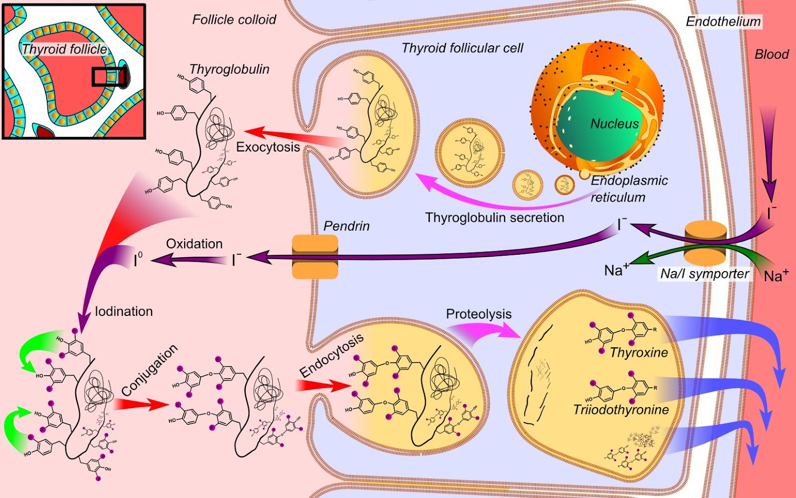 of the thyroid hormones in