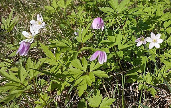 Fiskelaustjern Strømsoddbygda hvitveis