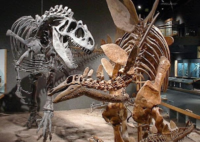 dinosaur skeletons arranged as if they're in a fight with each other, tyrannosarus vs stegosaurus
