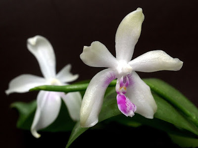 Grow and care Phalaenopsis fimbriata orchid - The Fimbriate Phalenopsis