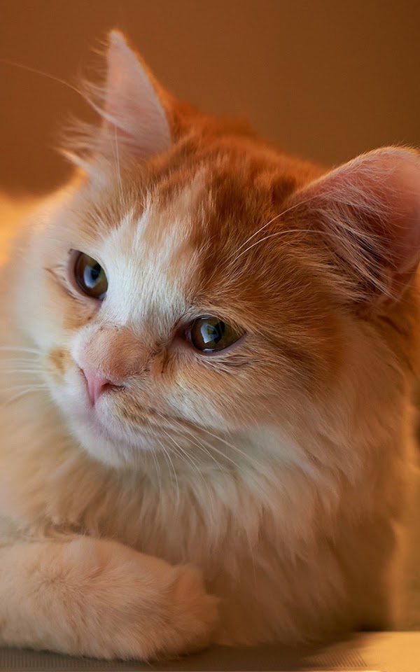Orange Fluffy Cat Android Wallpaper