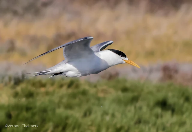 Swift tern in flight : Woodbridge Island, Cape Town Frame 1 / 5 Copyright Vernon Chalmers Photography