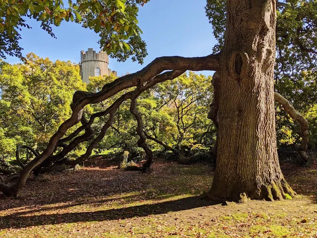 Giant tree with Malahide Castle in the background in Dublin in October