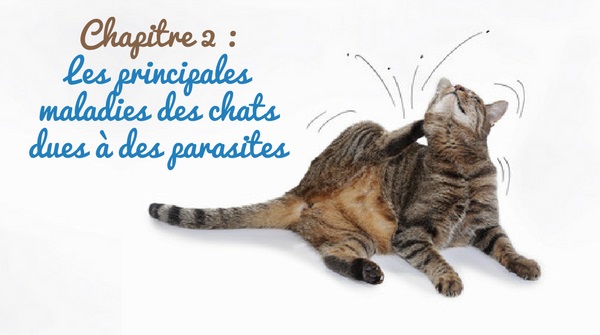 les principales maladies des chats dues à des parasites