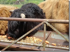 Hamish Hairy Coo