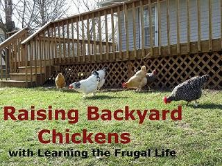 BackYard Chickens