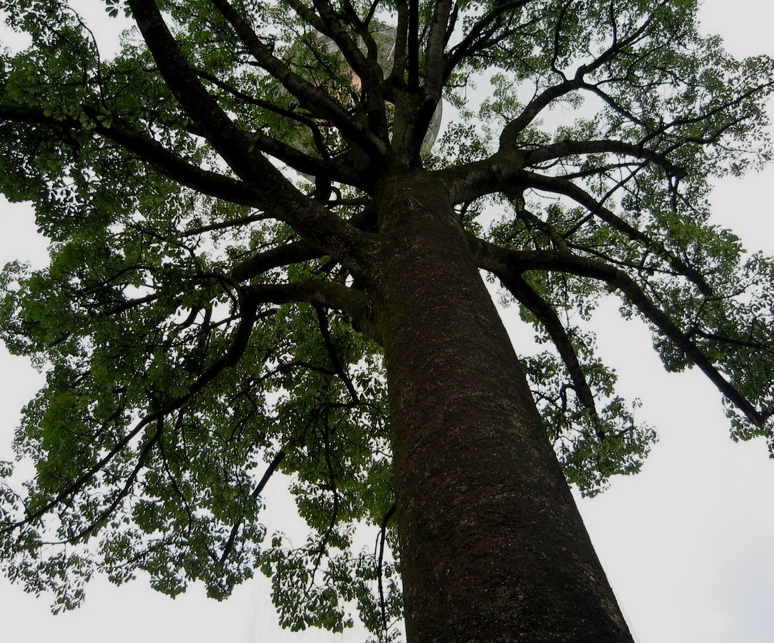  Hewan  Dan  Tumbuhan  Langka Di Indonesia Flora dan  Fauna 