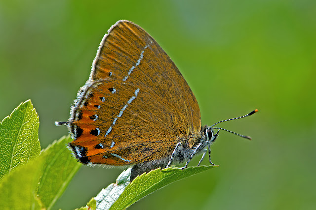 Satyrium pruni the Black Hairstreak butterfly