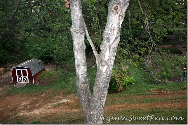 Lawn Damage3