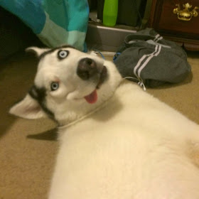 Cute dogs - part 6 (50 pics), husky dog with derp face
