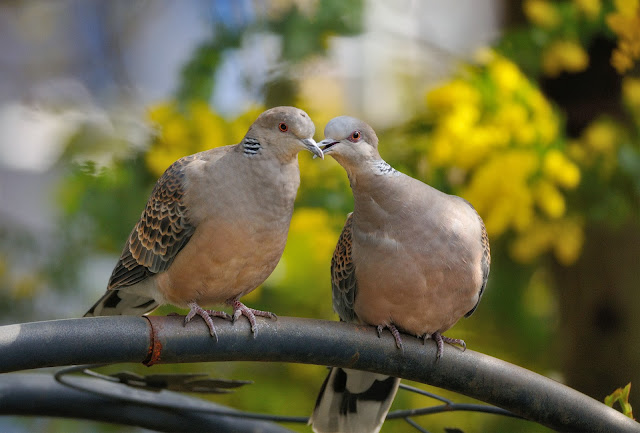 Sweet & Beautiful Love Pigeons HD Wallpaper Dowload