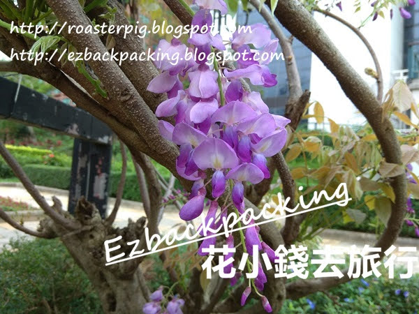 21年香港紫藤花好去處 4月日開花情報 花小錢去旅行