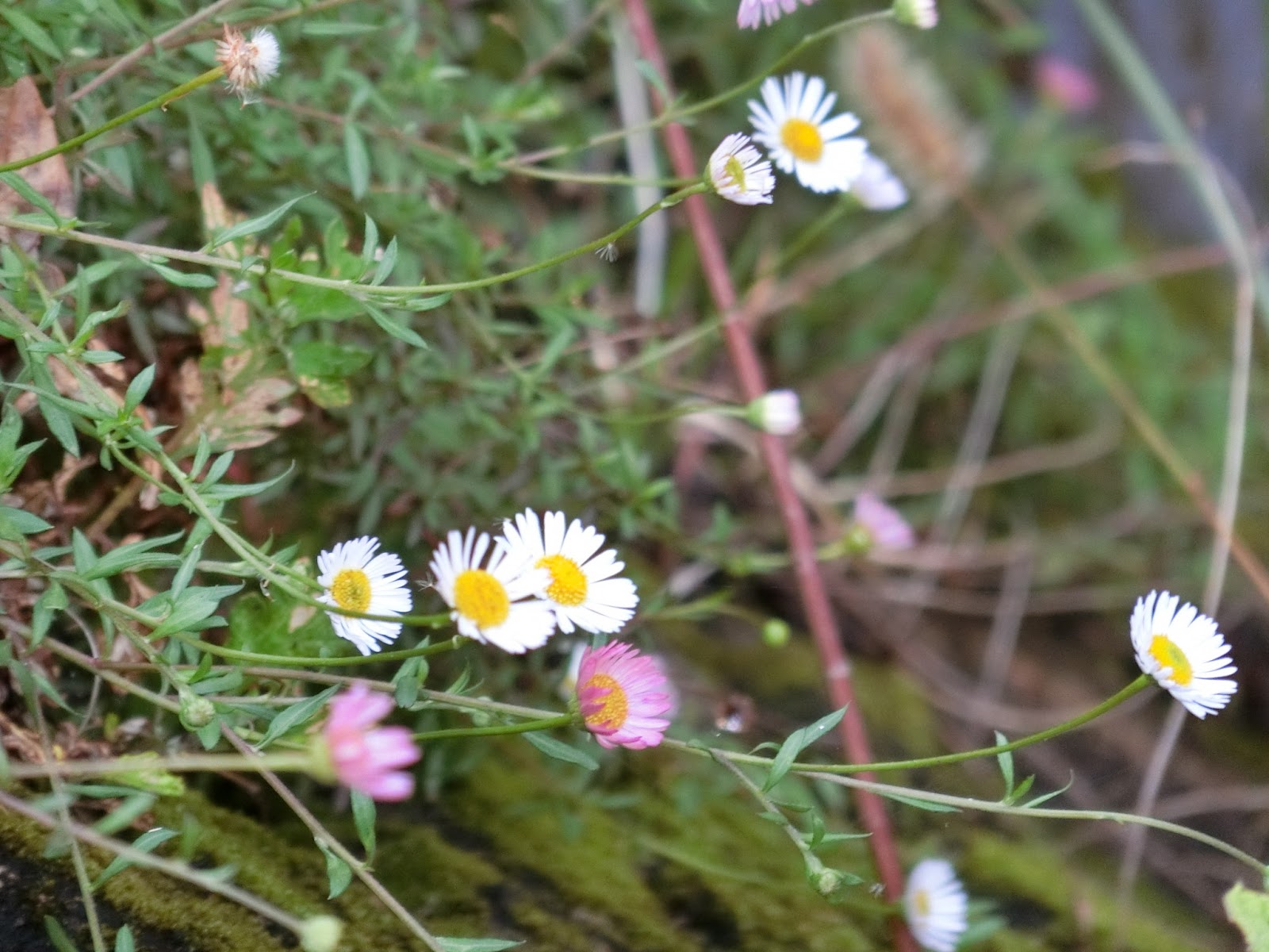 チョット気になります 路傍の花たち ｎｏ 19 18 10 28