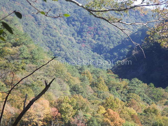 Taiwan Aowanda (奧萬大) maple season