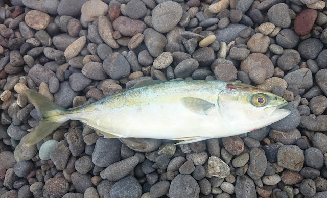 煙樹ヶ浜の青物