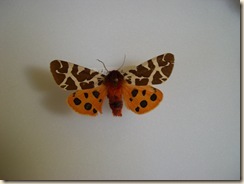 tiger moth