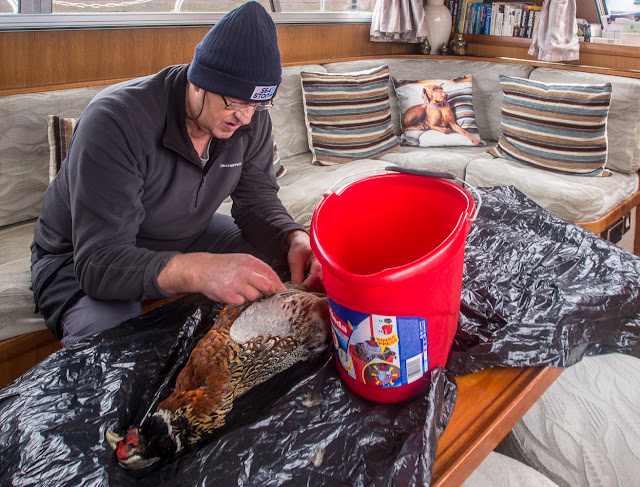 Photo of the pheasant plucker at work