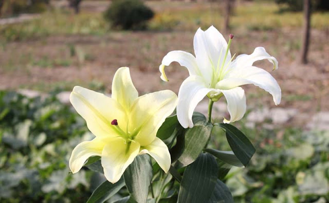 Lily Flowers Pictures