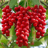 Schisandra chinensis fruit; set penjagaan kulit; youth skin care; shaklee skin care; produk penjagaan kulit semulajadi; kulit muda; jelita; cantik; kulit sihat