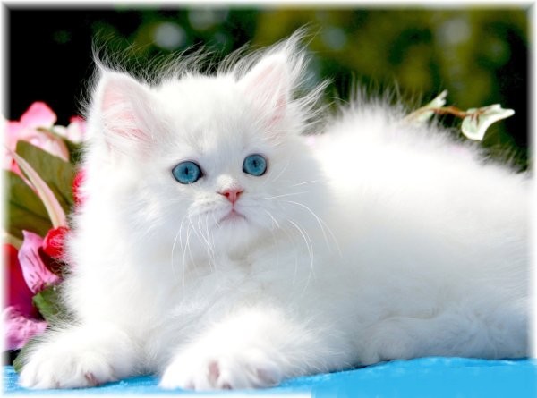 Persian cat