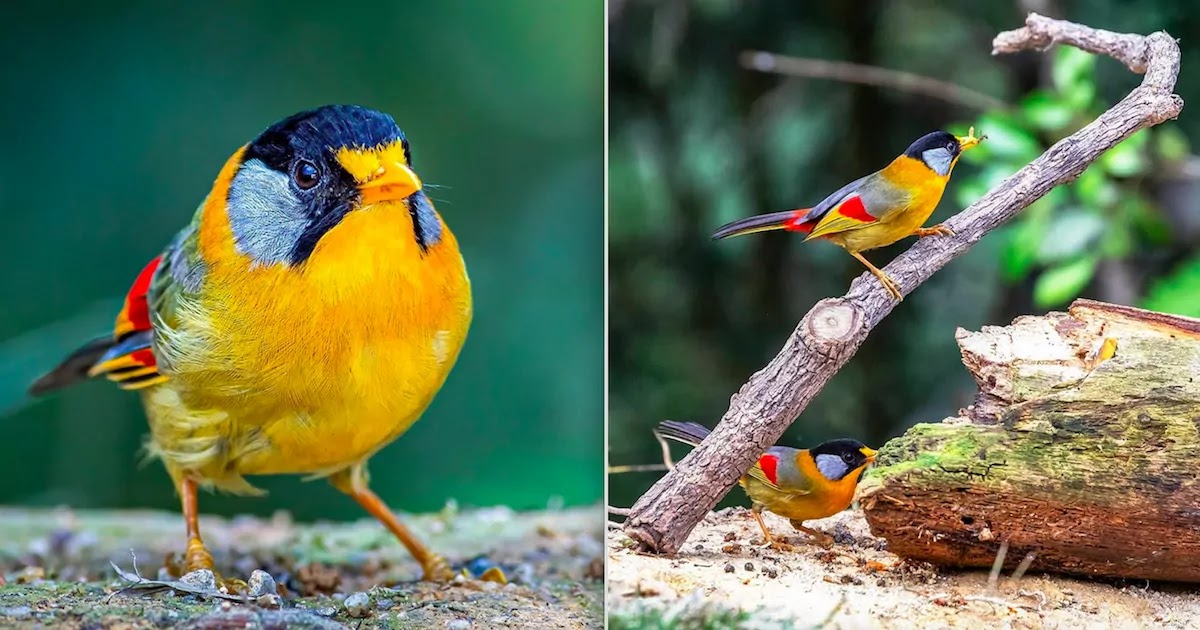 Check Out The Silver-Eared Mesia, A Gorgeous Bird Covered In Vibrant Colours