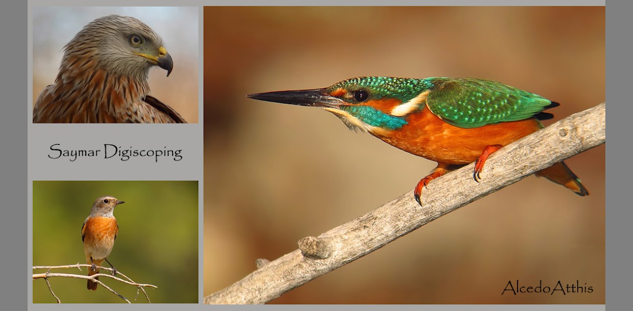 Saymar Digiscoping