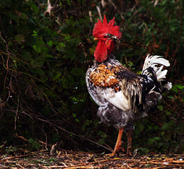 Gallo di Italiana a Collo Nudo. Allevatore Loris Traverso, foto Andrea Mangoni.