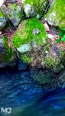 lo-fi frog photo matteo castello acqua water