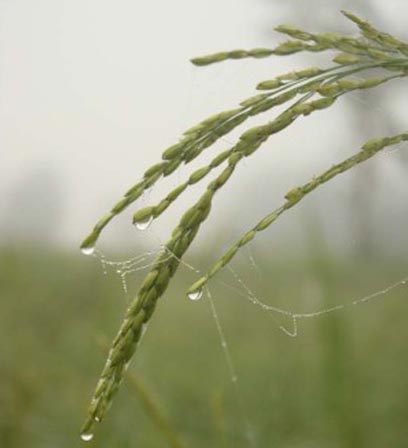 The Beauty Of Dew Drop on Paddy Crops