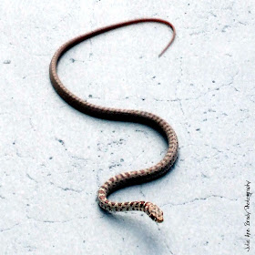 Juvenile Southern  Black Racer Snake