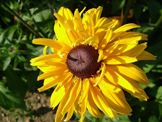 Yellow Flowers