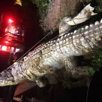 Bangkai buaya seberat 400 kg ditemui terapung belakang rumah penduduk